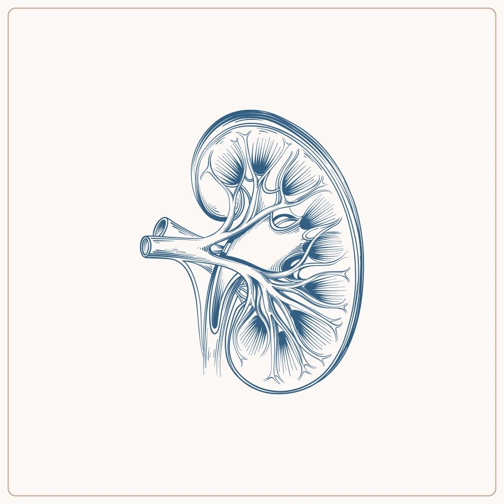 Kidney