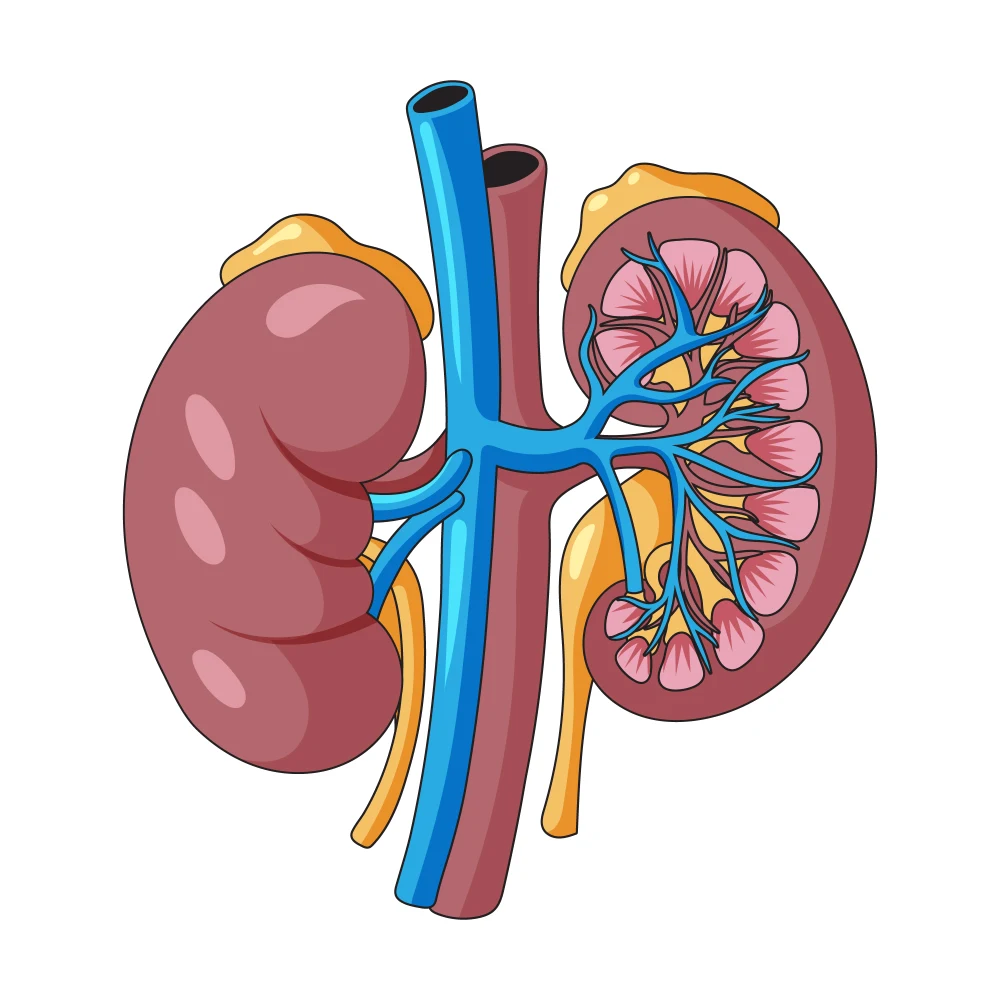 Kidney2